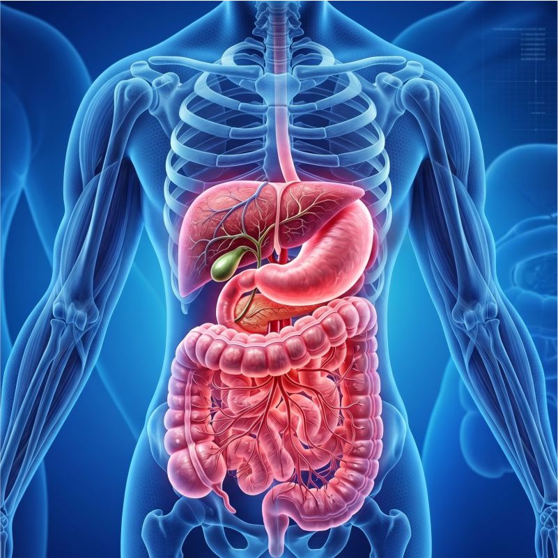 GASTRO DIVISION